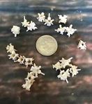20 Real Rattlesnake Vertebrae Vertebrea Bone Gothic Art Craft Supply Jewelry Odd. Fixed Price $14.00.